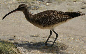 Eurasian Whimbrel