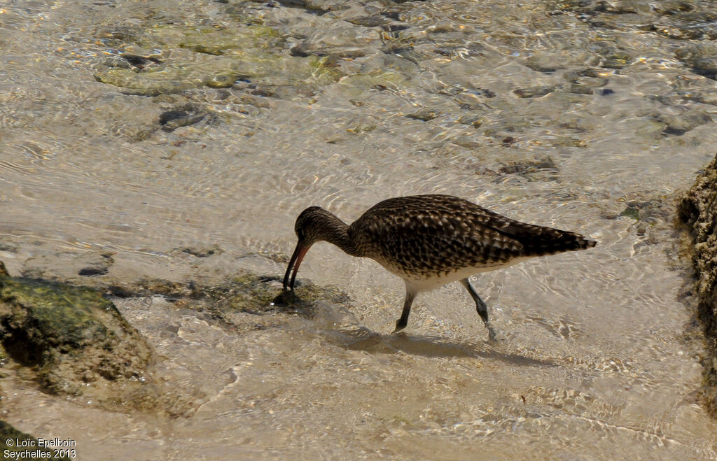 Eurasian Whimbrel