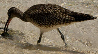 Eurasian Whimbrel