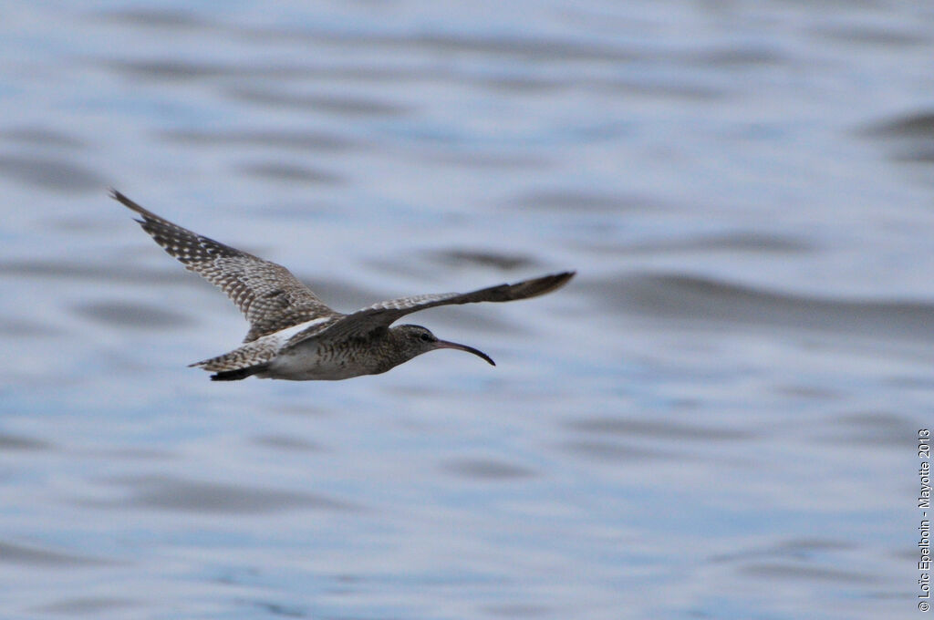 Whimbrel