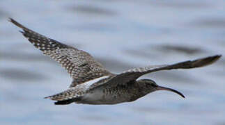 Whimbrel