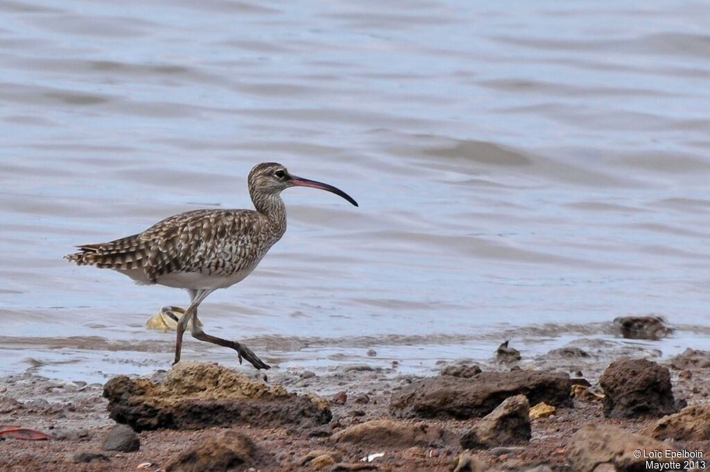 Eurasian Whimbrel