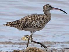 Eurasian Whimbrel