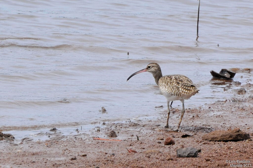 Eurasian Whimbrel