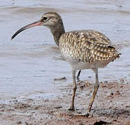 Eurasian Whimbrel