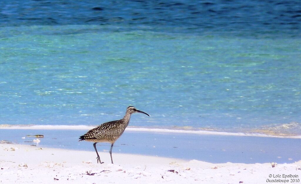 Eurasian Whimbrel