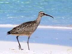 Eurasian Whimbrel