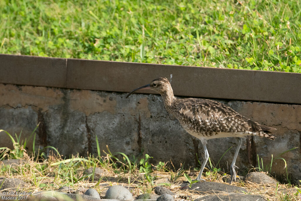 Eurasian Whimbrel