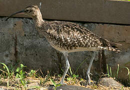 Eurasian Whimbrel