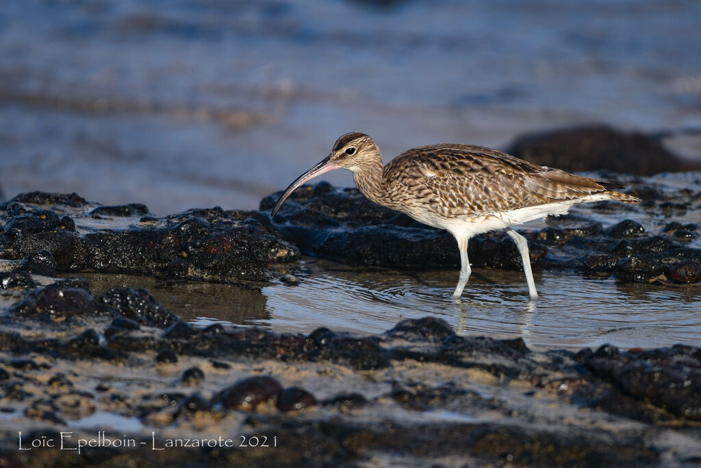 Eurasian Whimbrel