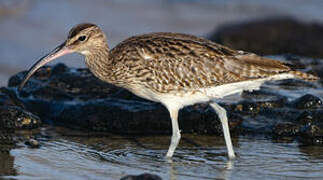 Eurasian Whimbrel