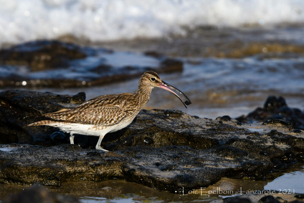 Eurasian Whimbrel