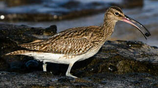 Eurasian Whimbrel