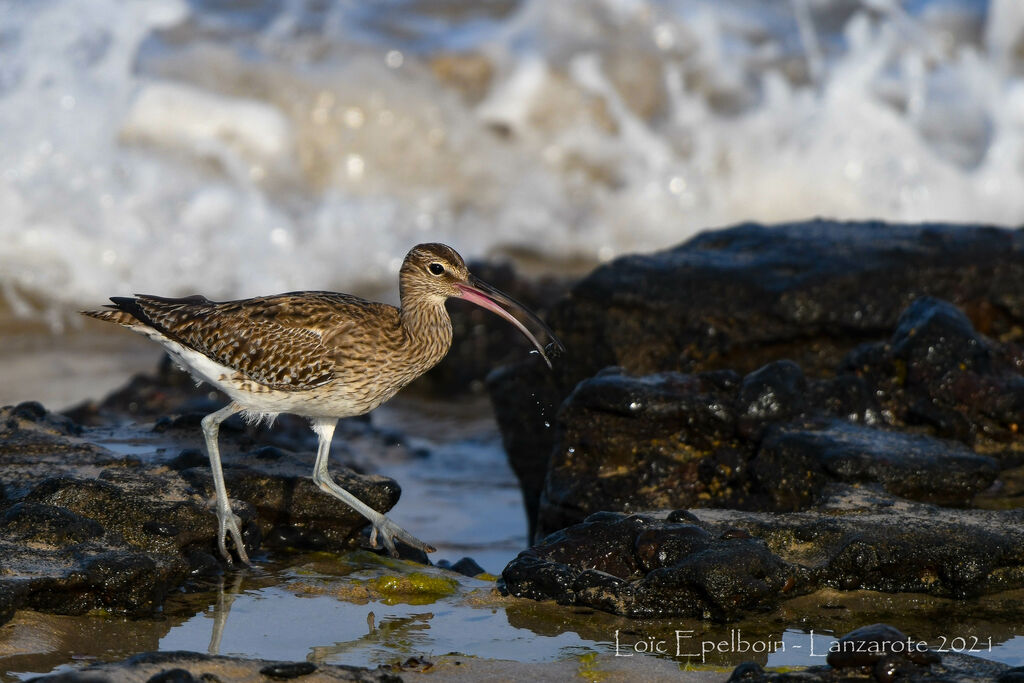 Eurasian Whimbrel