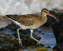 Eurasian Whimbrel