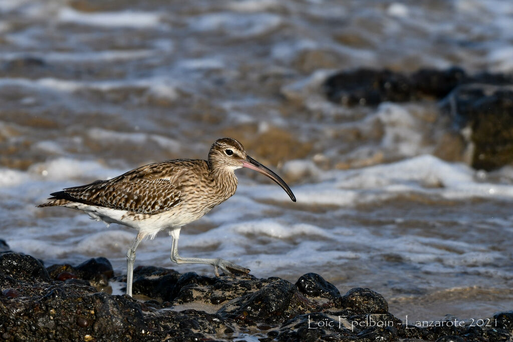 Eurasian Whimbrel