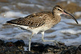 Eurasian Whimbrel