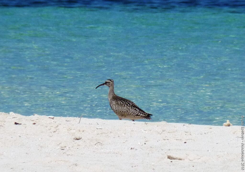 Eurasian Whimbrel