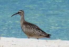 Eurasian Whimbrel