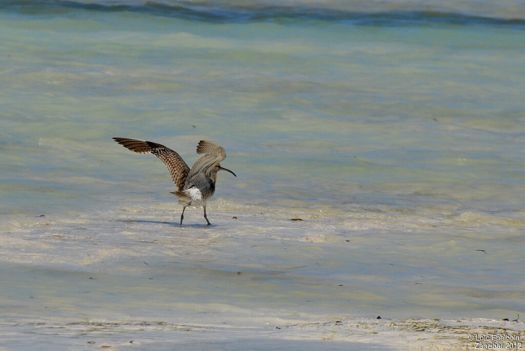 Whimbrel