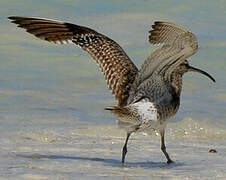 Eurasian Whimbrel