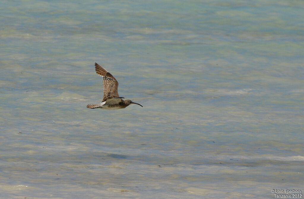 Whimbrel