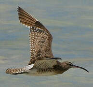 Eurasian Whimbrel