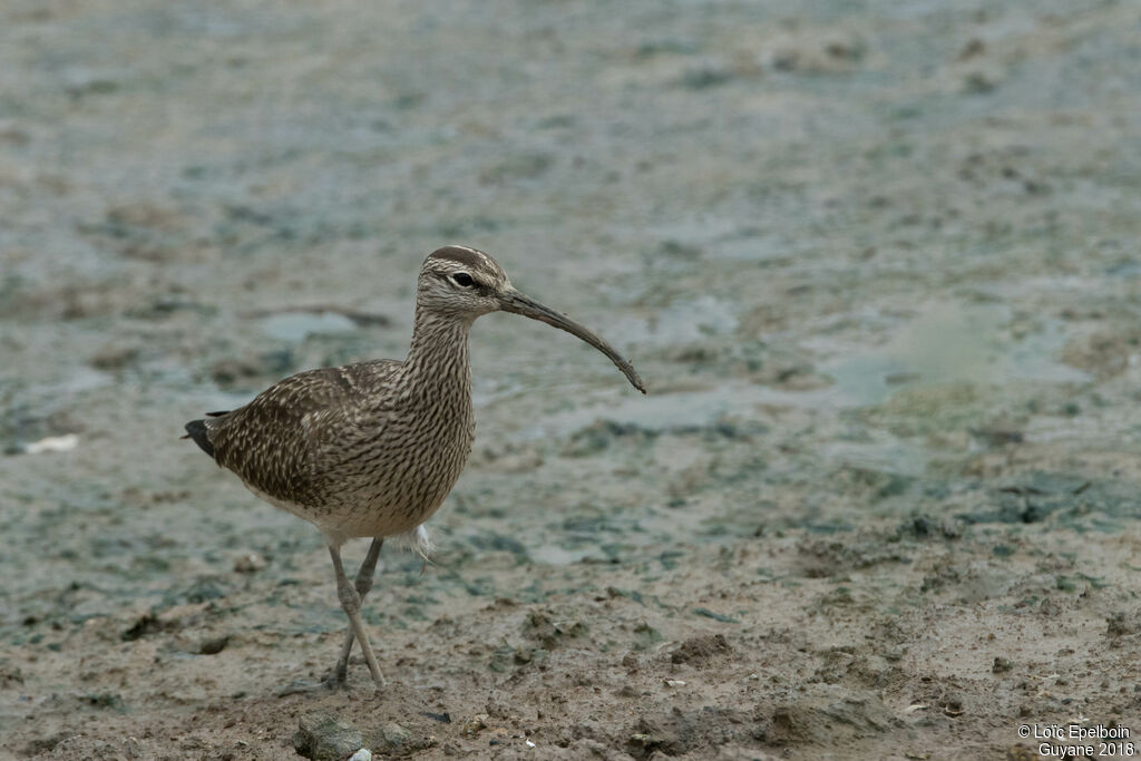 Hudsonian Whimbrel