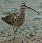 Hudsonian Whimbrel