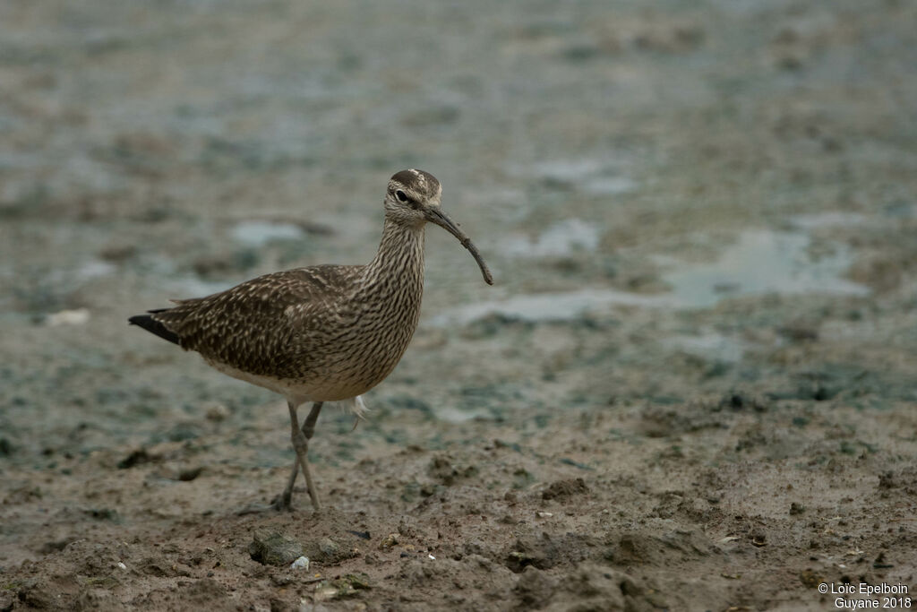 Hudsonian Whimbrel