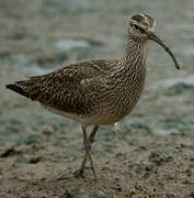 Hudsonian Whimbrel