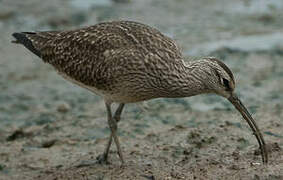 Hudsonian Whimbrel