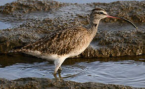 Hudsonian Whimbrel