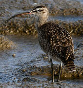 Hudsonian Whimbrel