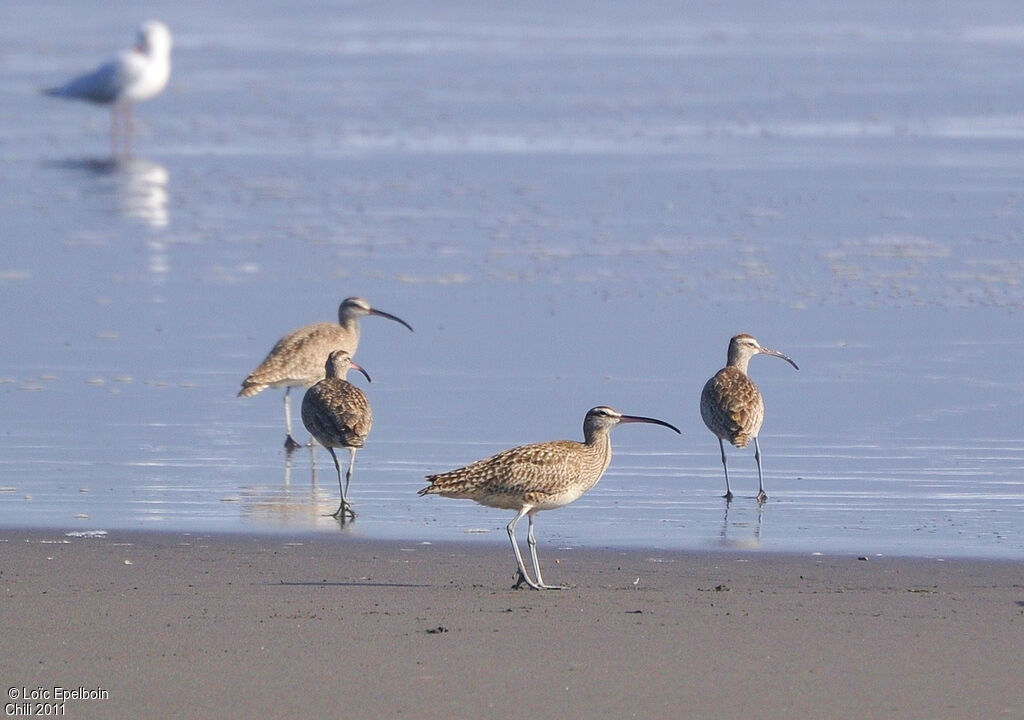 Hudsonian Whimbrel