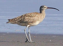 Hudsonian Whimbrel