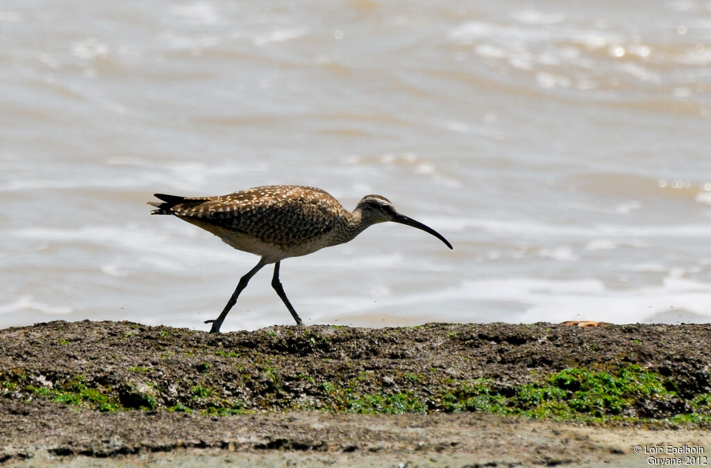 Hudsonian Whimbrel