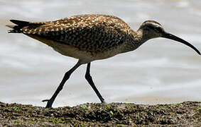 Hudsonian Whimbrel