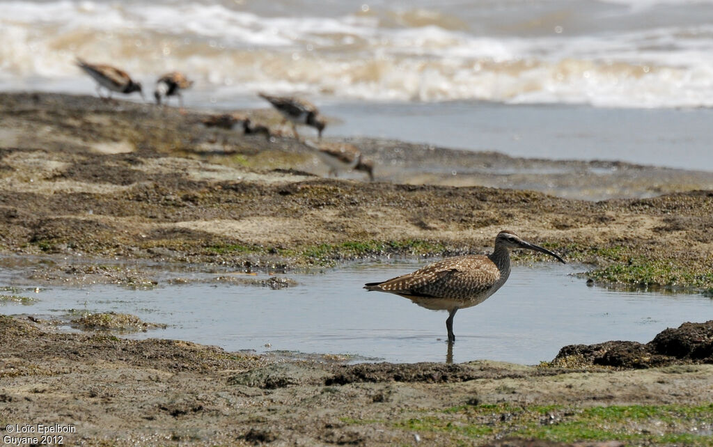 Hudsonian Whimbrel