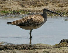 Hudsonian Whimbrel