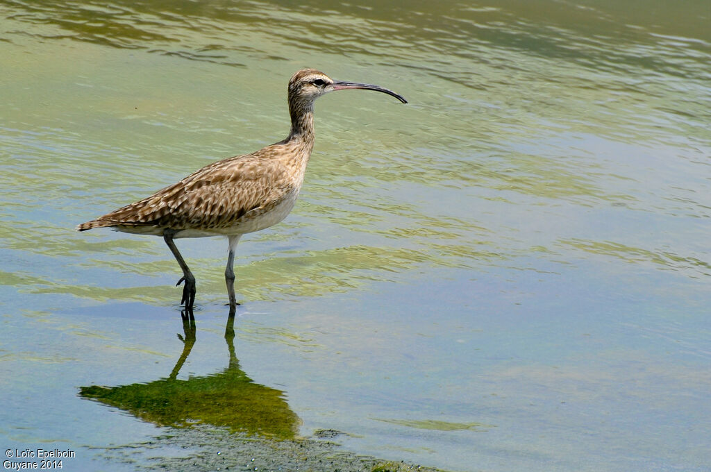 Hudsonian Whimbrel