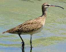 Hudsonian Whimbrel