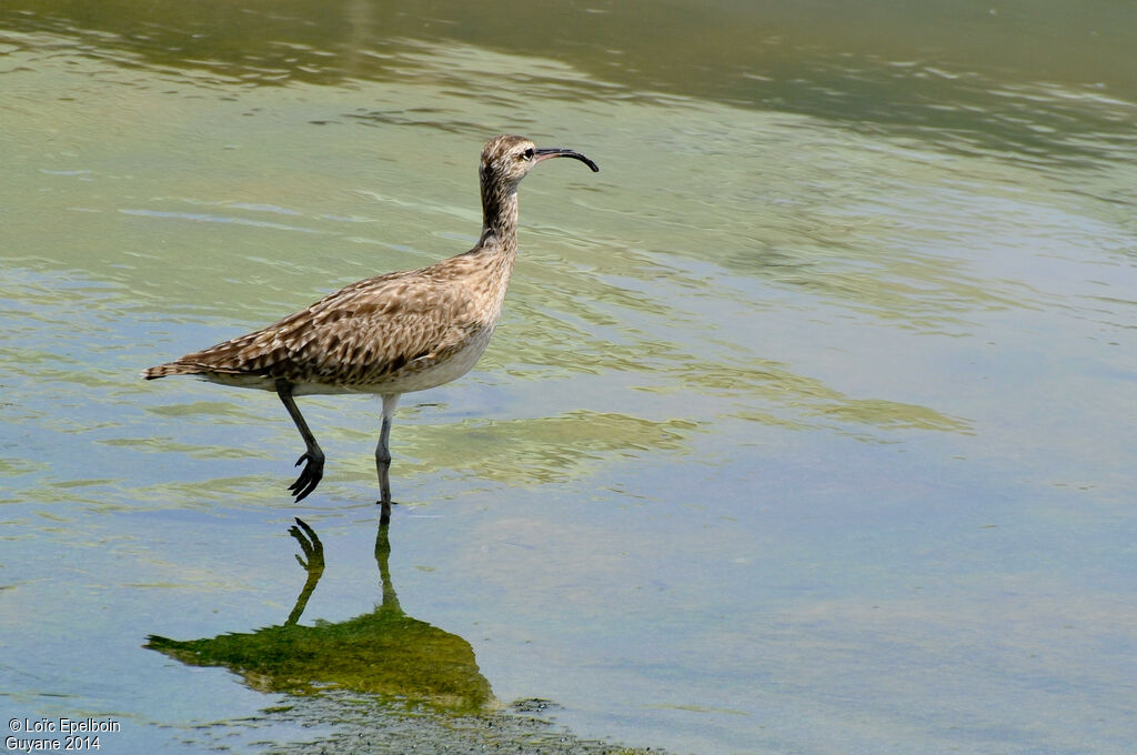 Hudsonian Whimbrel