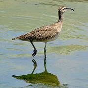 Hudsonian Whimbrel