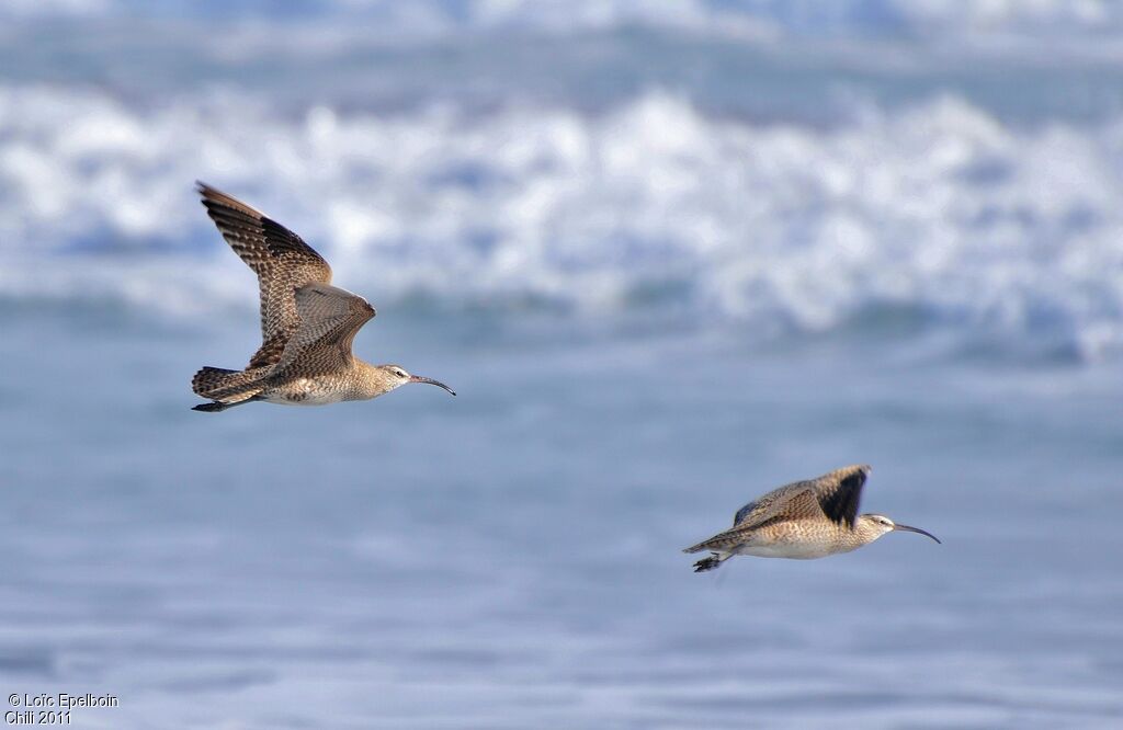 Hudsonian Whimbrel