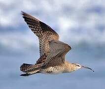 Hudsonian Whimbrel