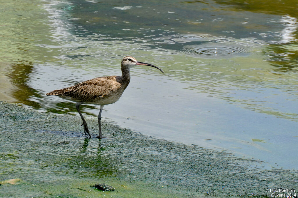 Hudsonian Whimbrel