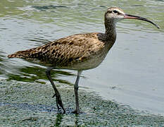 Hudsonian Whimbrel