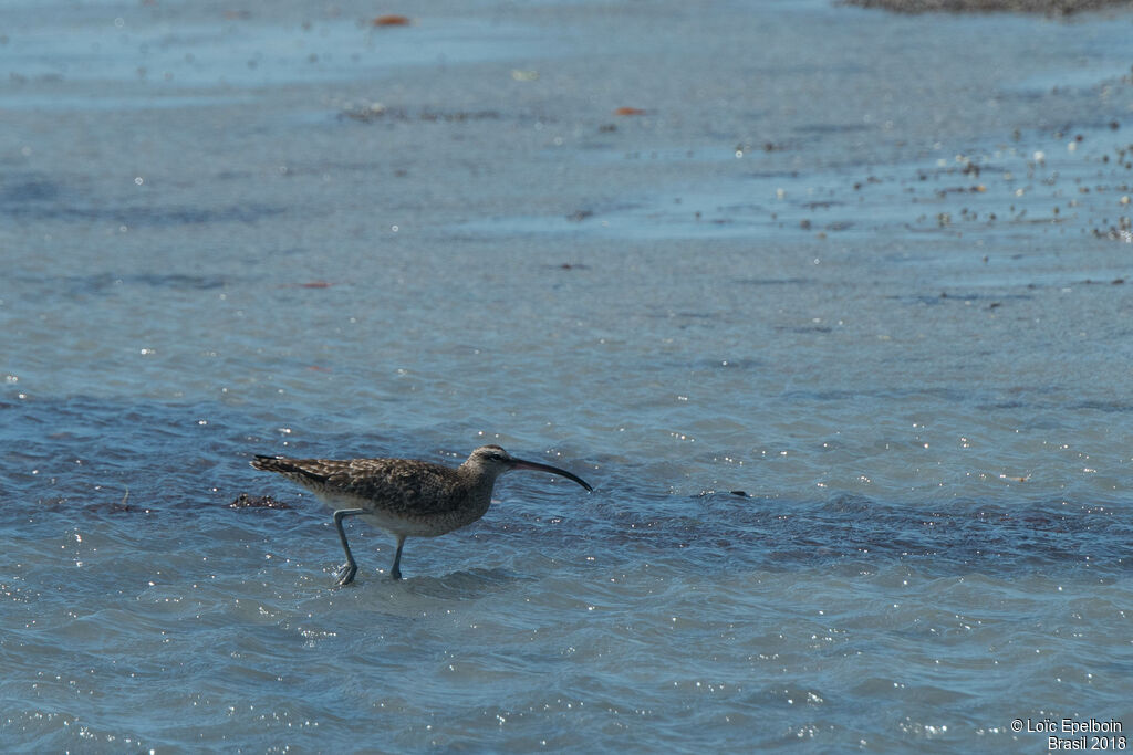 Hudsonian Whimbrel