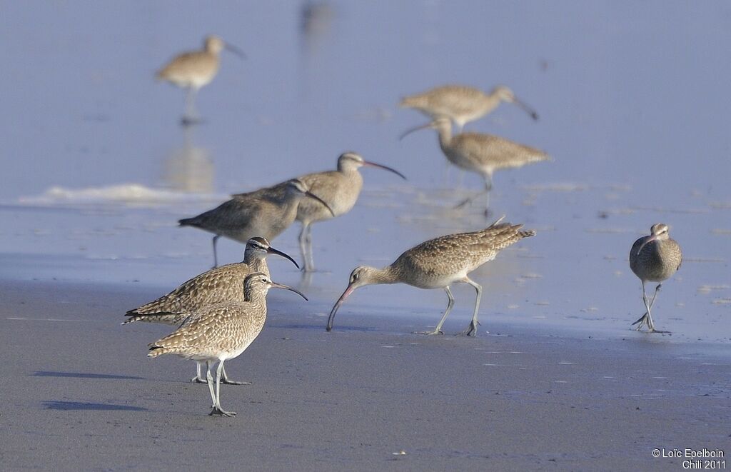 Hudsonian Whimbrel